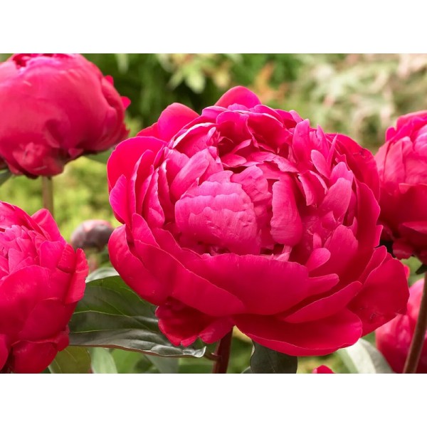 Пион молочноцветковый "Red Sarah Bernhardt (Fiona)" (Контейнер 5,0л)
