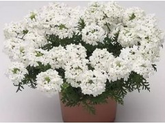 Вербена ампельная 