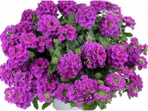 Вербена ампельная Вербена ампельная