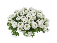 Вербена ампельная 