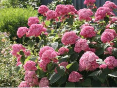 Гортензия древовидная 