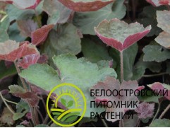 Гейхера гибридная 