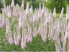 Вероника колосистая 