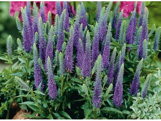 Вероника колосистая MIX (Контейнер 2,0л.) Вероника колосистая MIX (Контейнер 2,0л.)