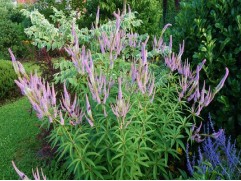 Вероникаструм виргинский 