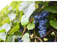 Виноград плодовый 