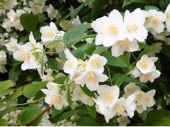 Чубушник венечный 