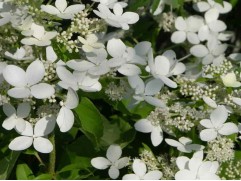 Гортензия метельчатая Гортензия метельчатая