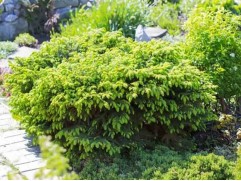 Ель обыкновенная 