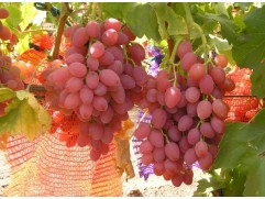 Виноград плодовый 