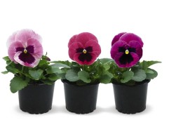 Виола виттрока 