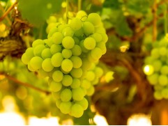 Виноград плодовый 
