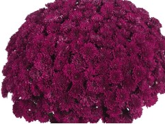 Хризантема мультифлора Хризантема мультифлора