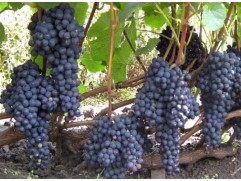 Виноград плодовый 