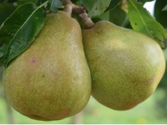 Груша 