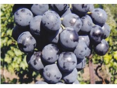 Виноград плодовый 