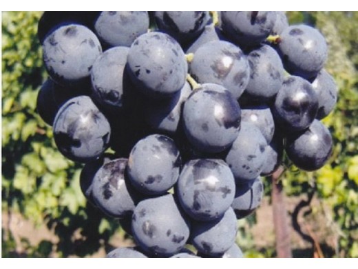 Виноград плодовый Виноград плодовый
