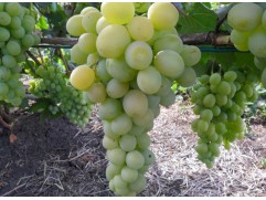 Виноград плодовый 