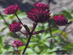 Астранция крупная 