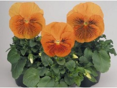 Виола виттрока 