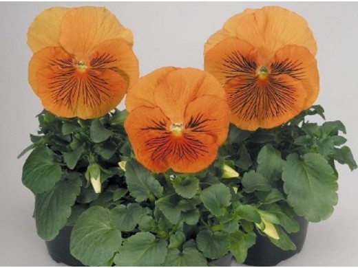 Виола виттрока Виола виттрока