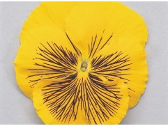 Виола виттрока 