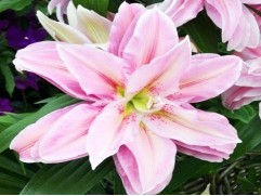 Лилия розовидная 