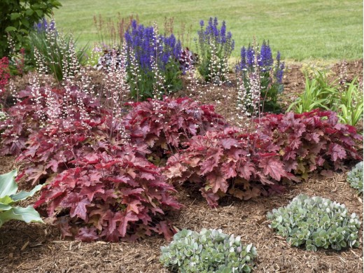 Гейхерелла Гейхерелла