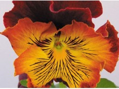 Виола виттрока Виола виттрока