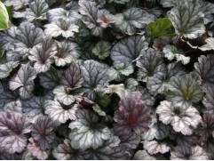 Гейхера гибридная 