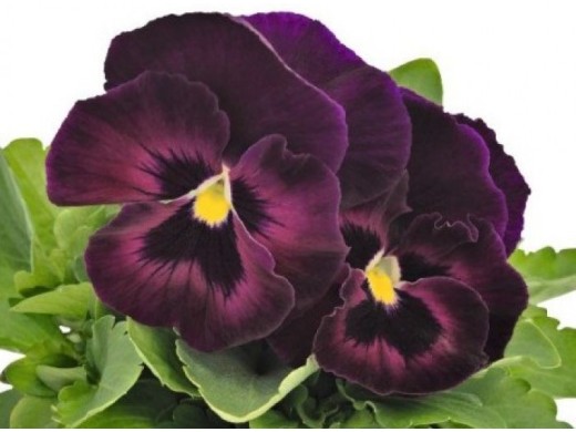 Виола виттрока Виола виттрока