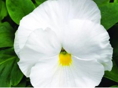 Виола виттрока 