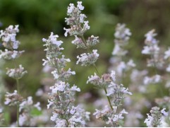 Котовник Фассена 