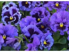 Виола виттрока Виола виттрока