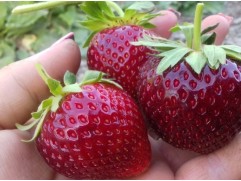 Земляника крупноплодная 