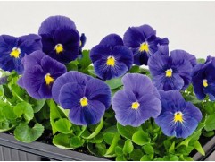 Виола виттрока 