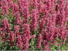 Агастахе Агастахе