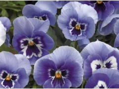 Виола виттрока 