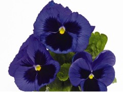 Виола виттрока 