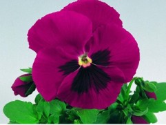 Виола виттрока 