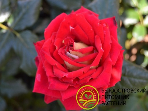 Роза чайно-гибридная Роза чайно-гибридная