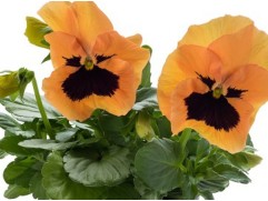 Виола виттрока 