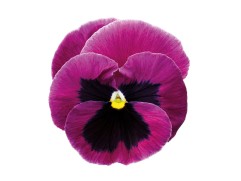 Виола виттрока 