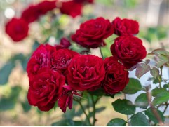 Роза штамбовая 