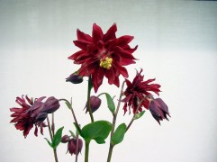 Аквилегия обыкновенная 