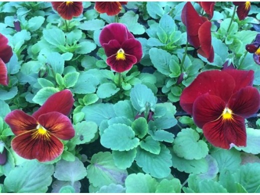 Виола виттрока Виола виттрока