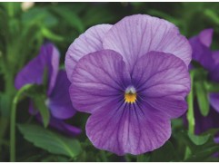 Виола виттрока 