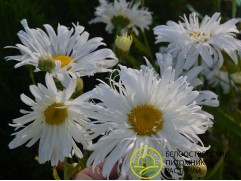 Нивяник великолепный 