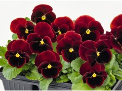 Виола виттрока 