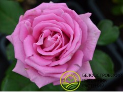 Роза чайно-гибридная 